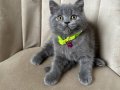 British Shorthair Blue Yavrular 