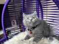 Safkan British Shorthair Blue Yavrularımız