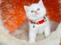 British Shorthair Golden Point Bebekler