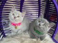 British Shorthair Gri ve Lilac Yavrular