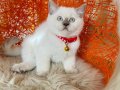 Safkan British Shorthair Bluepoint Yavrular 