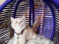 British Shorthair Krem Yavru