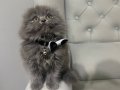 Pofuduk Scottish Fold Longhair 