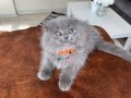 Pofuduk Scottish Fold Longhair Blue 