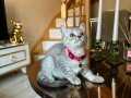 British Shorthair Silver Yavru