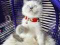 British Shorthair Bluepoint Bebekler