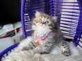 Scottish Fold Longhair Black Golden Tabby 