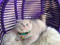 Scottish Fold Lilac Rengi Yavrumuz