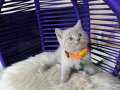 British Shorthair Muhteşem Lilac Rengi