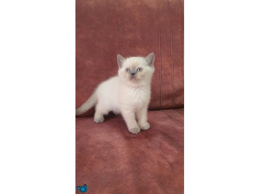 British Shorthair yavrularımıza yeni yuva arıyoruz 