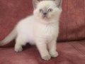 British Shorthair yavrularımıza yeni yuva arıyoruz 