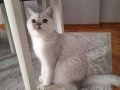 British shorthair dişi silver 7 aylık 