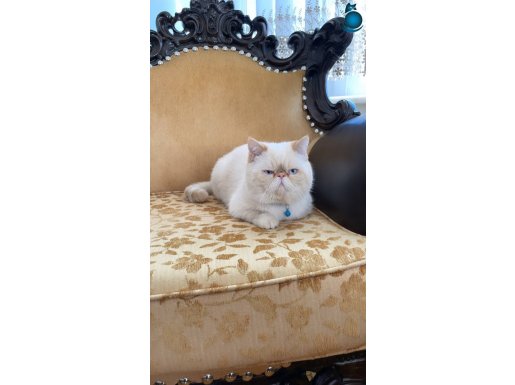 Orjinal Exotic Shorthair Yavru