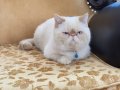 Orjinal Exotic Shorthair Yavru