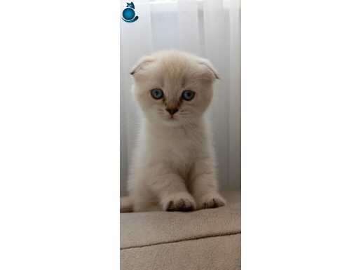 Top Kafa Scottish Fold Yavrumuz