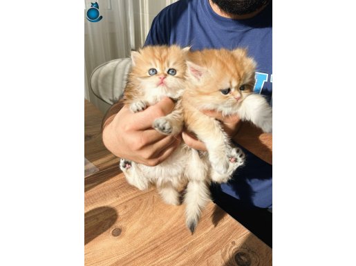 british longhair eşsiz güzellikte safkan yavrular ny12 11 25