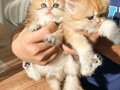 british longhair eşsiz güzellikte safkan yavrular ny12 11 25