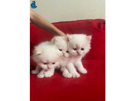 Birbirinden güzel scottish fold yavrularım