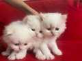 Birbirinden güzel scottish fold yavrularım