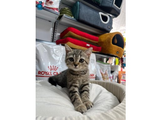 BRİTİSH SHORTHAIR TABBY