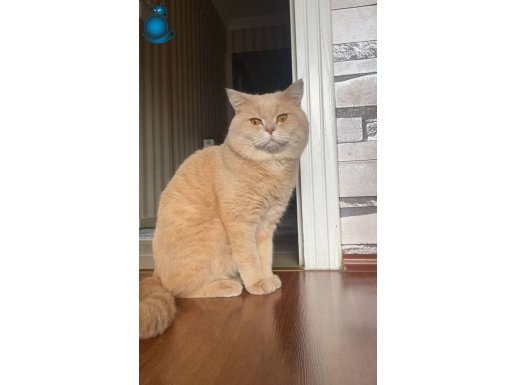 Kısırlaştırılmamış British Shorthair Golden Krem Çipli