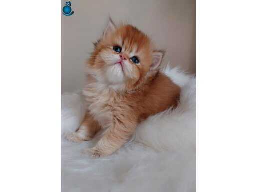 British Longhair Golden Erkek by11