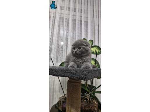 Scottish fold ayı kafa 