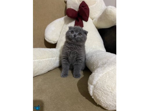 Scottish fold 