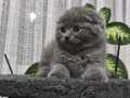 Scottish fold ayı kafa 