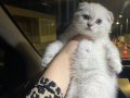 Scottish fold mavi göz muhteşem kalite