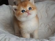 Satılık Yavru Kedi Fiyatları | KEDiPET.COM