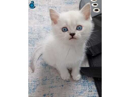 7 Kuşak Saf Kan British Shorthair Blue Point