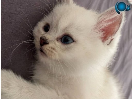 7 Kuşak Saf Kan British Shorthair Blue Point