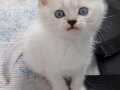 7 Kuşak Saf Kan British Shorthair Blue Point