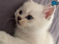 7 Kuşak Saf Kan British Shorthair Blue Point