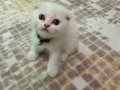 Sıfır Kulak Kar Beyazı Scottish Fold