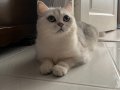 Bir buçuk yaşında Scottish straight ve Scottish fold dışı.