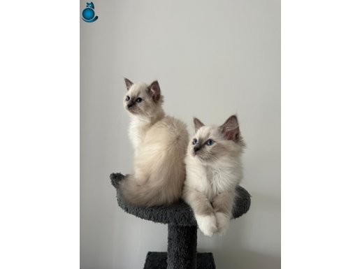 Safkan Anne-Babadan Ragdoll Yavrular