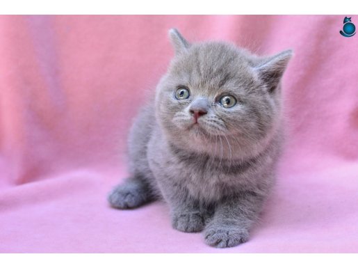 Yuvarlak Kafa Gri British Shorthair