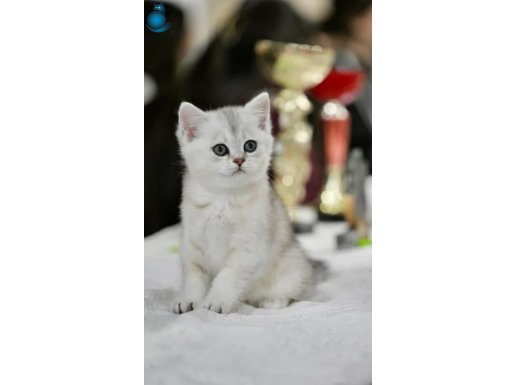 Muhteşem Tonda NS24 British Shorthair