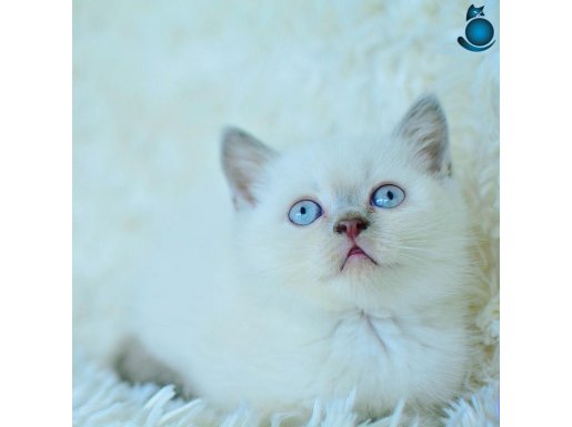 Harika Mavi Göz Blue Point British Shorthair