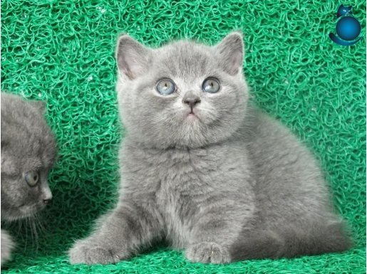 Gri Tüy Yumağı British Shorthair