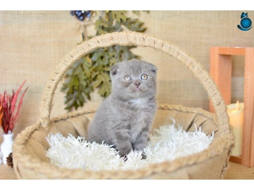 Duman Grisi Scottish Fold Shorthair