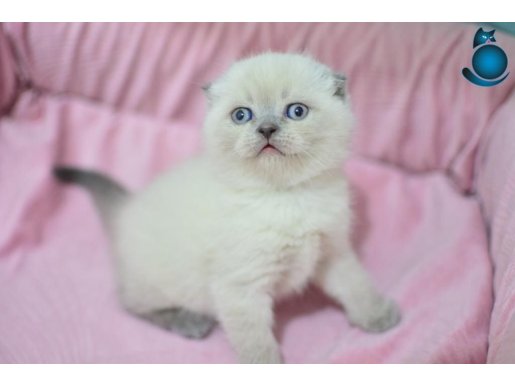 Pamuk Tüylü Blue Point Scottish Fold Shorthair