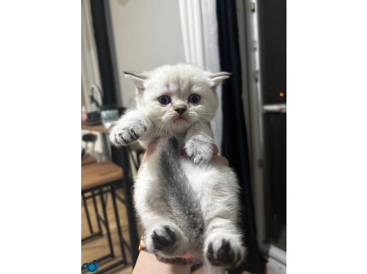 British Shorthair Yavruları Rezerveye Açık! 