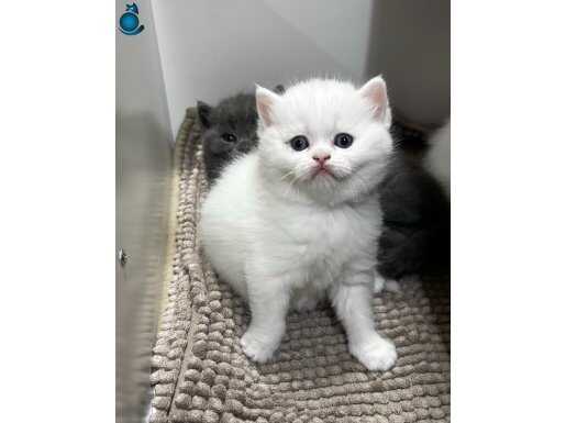 Safkan British Shorthair Beyaz Mavi Gözlü Rezerveye Müsait!