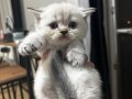 British Shorthair Yavruları Rezerveye Açık! 