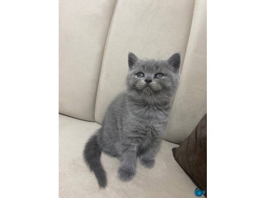 Dişi british shorthair