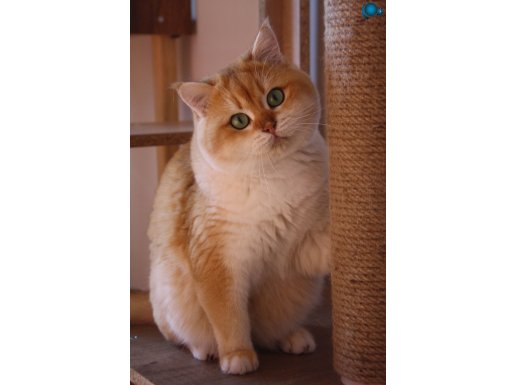 Ev Ortamında Doğup Büyüyen ((SAĞLIKLI)) British Shorthairlar