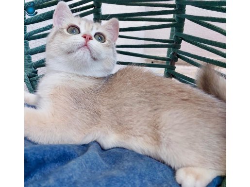 British Shorthair Golden AY12 Dişi (4 Aylık)